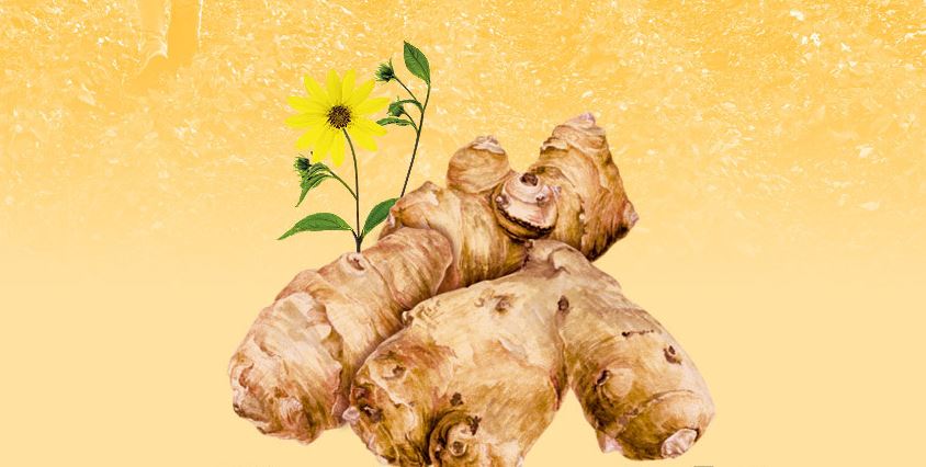 Korean Jerusalem Artichoke Tea Bags 100T